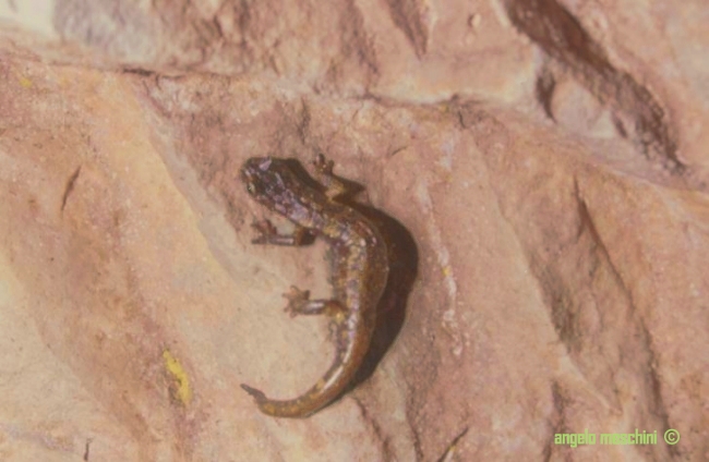 il Geotritone italiano - Hydromantes italicus